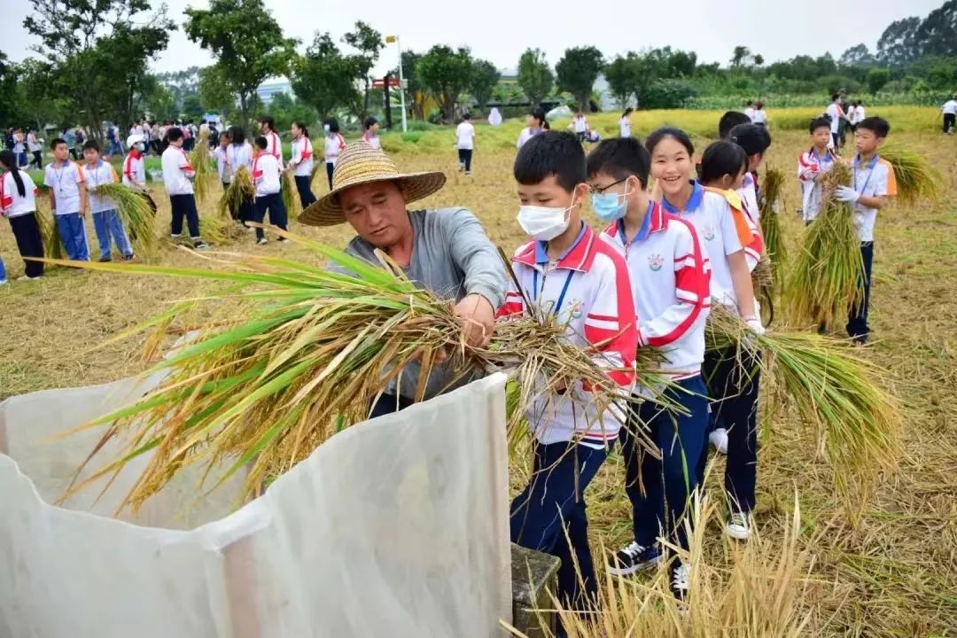 庆丰收——稻田收割体验活动