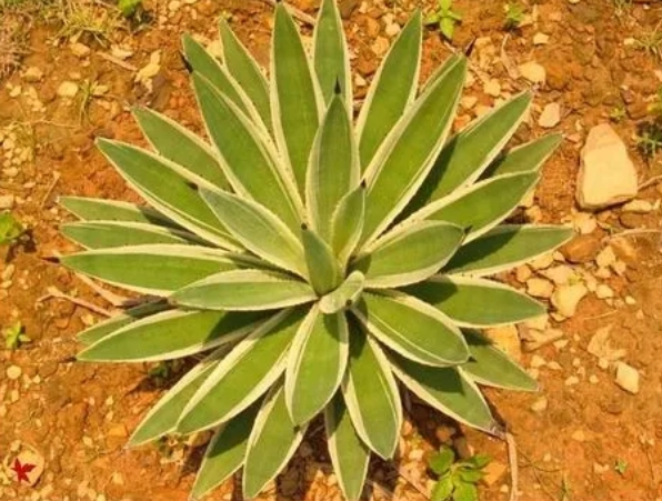 认识身边的植物