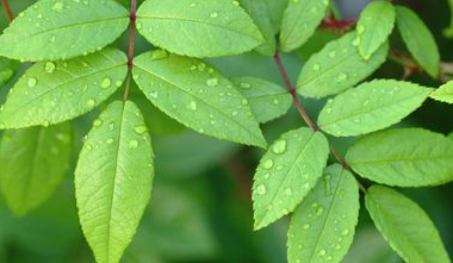 植物叶性状分类探究