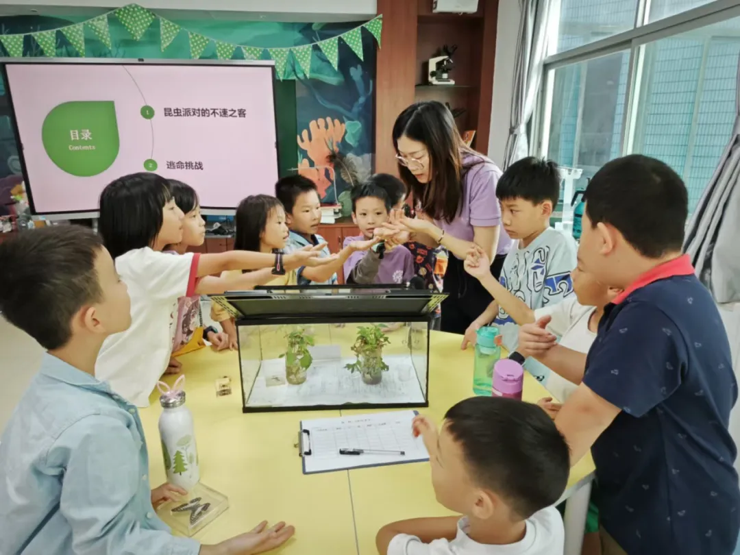 昆虫界的伪装大师——竹节虫